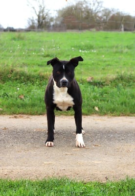 https://chiens-de-france.com/photo/chiens/2025_07/tn200/TN200_chiens-American-Staffordshire-Terrier-06b37883-ce6b-8a24-4da0-4a0f841a8052_min.jpg