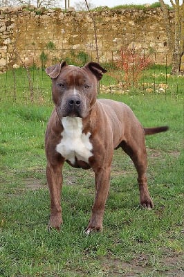 Sparrow De la Maison d'Este