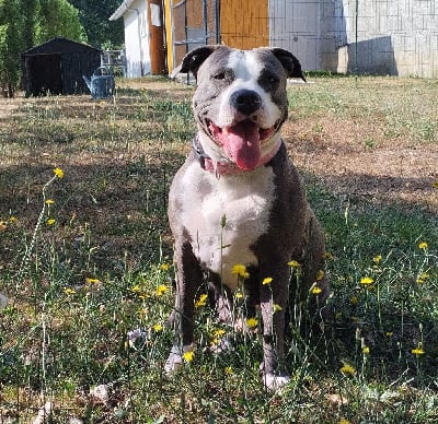 https://chiens-de-france.com/photo/chiens/2025_07/tn200/TN200_chiens-American-Staffordshire-Terrier-da8ba85f-d9c0-11e4-3dd4-90381d908550_min.jpg