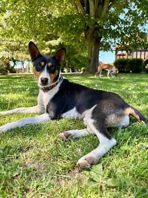 https://chiens-de-france.com/photo/chiens/2025_07/tn200/TN200_chiens-Basenji-8afd086c-c733-5f04-653a-7af248f38c2c_min.jpg