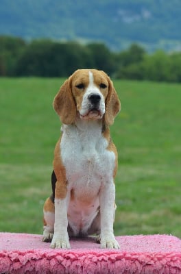 https://chiens-de-france.com/photo/chiens/2025_07/tn200/TN200_chiens-Beagle-abcf6a00-4bfb-62f4-495d-1dc88d47e2cd_min.jpg