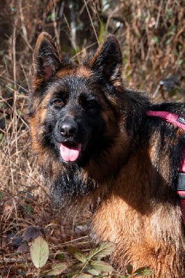 https://chiens-de-france.com/photo/chiens/2025_07/tn200/TN200_chiens-Berger-Allemand-Poil-Long-19384813-0f49-0084-1d53-3cd66a46ac13_min.jpg