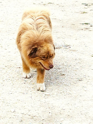 Voyage à rio Des Gardiens Du Mermoz