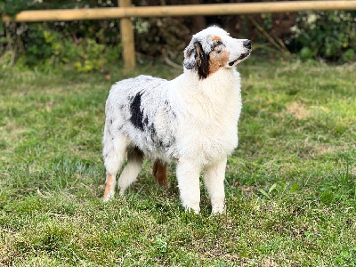 https://chiens-de-france.com/photo/chiens/2025_07/tn200/TN200_chiens-Berger-Australien-3461720a-592b-b544-5d9f-59264f279d70_min.jpg