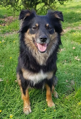 https://chiens-de-france.com/photo/chiens/2025_07/tn200/TN200_chiens-Berger-Australien-a1d9ea8e-052f-bbc4-a5f6-9961195b723c_min.jpg