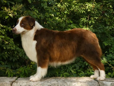 https://chiens-de-france.com/photo/chiens/2025_07/tn200/TN200_chiens-Berger-Australien-aa58119b-ed5f-1514-7d2c-6fb4a82e6f4e_min.jpg