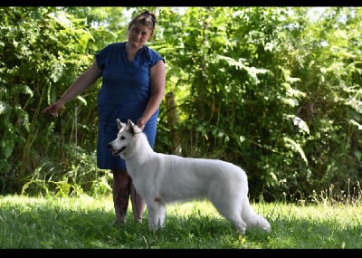 https://chiens-de-france.com/photo/chiens/2025_07/tn200/TN200_chiens-Berger-Blanc-Suisse-4962ab3f-cbde-51b4-1931-bbe8307dad40_min.jpg