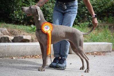https://chiens-de-france.com/photo/chiens/2025_07/tn200/TN200_chiens-Braque-de-Weimar-88158155-a5fb-0b44-a5cb-682bf85cc0c9_min.jpg