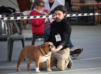 https://chiens-de-france.com/photo/chiens/2025_07/tn200/TN200_chiens-Bulldog-Anglais-3bf861c1-e2a7-b124-6dea-8abc4fb2e65a_min.jpg