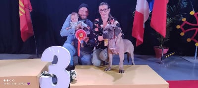https://chiens-de-france.com/photo/chiens/2025_07/tn200/TN200_chiens-Cane-Corso-046a58c6-ea24-2d14-1557-79d7c9e3302e_min.jpg