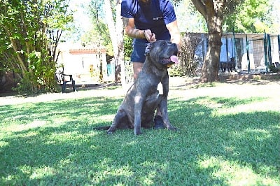 https://chiens-de-france.com/photo/chiens/2025_07/tn200/TN200_chiens-Cane-Corso-1d87c5ba-7e87-b7d4-89ee-15045ca9d493_min.jpg