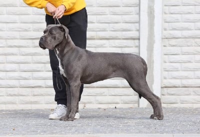 https://chiens-de-france.com/photo/chiens/2025_07/tn200/TN200_chiens-Cane-Corso-6f3b61ec-2522-0ff4-71e5-17dd18b81760_min.jpg
