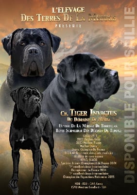 CH. Tiger invictus Du Domaine De Nimba