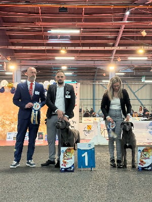 https://chiens-de-france.com/photo/chiens/2025_07/tn200/TN200_chiens-Cane-Corso-9f93d5cb-6b4a-4924-3956-76128ef88981_min.jpg