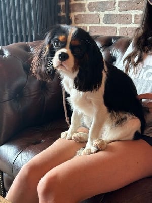 https://chiens-de-france.com/photo/chiens/2025_07/tn200/TN200_chiens-Cavalier-King-Charles-Spaniel-a0e27fce-0f06-2484-19b9-6a6067db8a1f_min.jpg