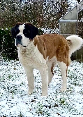 https://chiens-de-france.com/photo/chiens/2025_07/tn200/TN200_chiens-Chien-du-Saint-Bernard-da9b4348-1728-4b94-0d29-02c11fb914ab_min.jpg