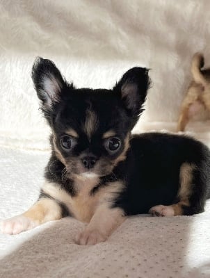 https://chiens-de-france.com/photo/chiens/2025_07/tn200/TN200_chiens-Chihuahua-22ad1e81-5cd2-11b4-6d76-93f9a377d29d_min.jpg
