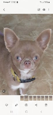 fonte di joy Leonardo lll