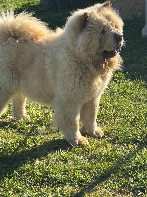 https://chiens-de-france.com/photo/chiens/2025_07/tn200/TN200_chiens-Chow-Chow-9c1150d9-20ae-1d34-8193-c2b356b3f26b_min.jpg