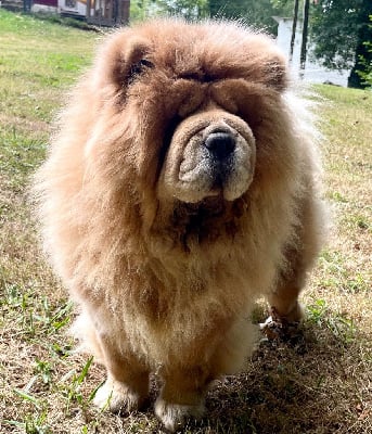 https://chiens-de-france.com/photo/chiens/2025_07/tn200/TN200_chiens-Chow-Chow-9f8c15a5-3cb5-7424-c150-386d35a70777_min.jpg