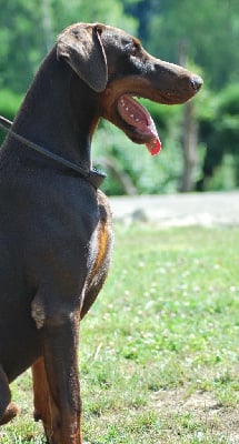 giddy blossom Ferruccio