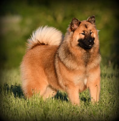 https://chiens-de-france.com/photo/chiens/2025_07/tn200/TN200_chiens-Eurasier-8db67933-e92c-b374-4953-fd5b9e6c579a_min.jpg