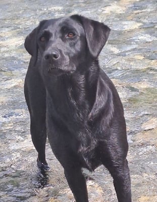 https://chiens-de-france.com/photo/chiens/2025_07/tn200/TN200_chiens-Labrador-Retriever-faac9d6b-00fb-6d34-d9fd-052b6db97270_min.jpg