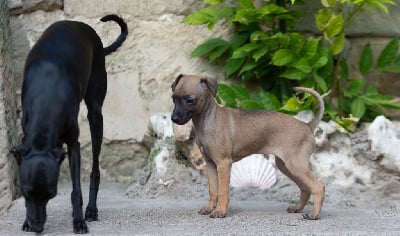 https://chiens-de-france.com/photo/chiens/2025_07/tn200/TN200_chiens-Petit-Levrier-Italien-494816c0-fb96-f8e4-b19f-96741c6d5783_min.jpg