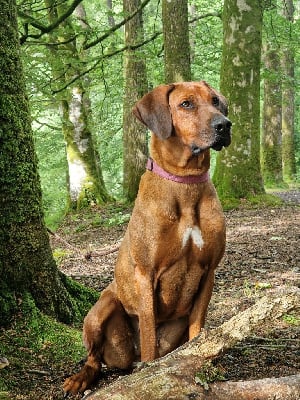 https://chiens-de-france.com/photo/chiens/2025_07/tn200/TN200_chiens-Rhodesian-Ridgeback-87ab4697-f3d9-4004-456a-67ced73dd1b4_min.jpg