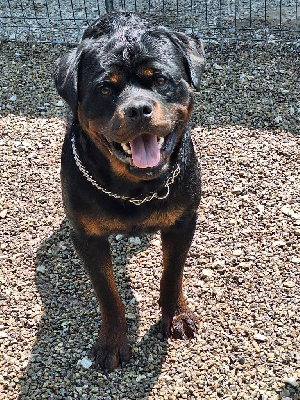 Venom Of Legend Mysteria