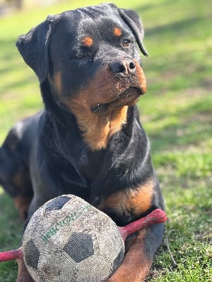 https://chiens-de-france.com/photo/chiens/2025_07/tn200/TN200_chiens-Rottweiler-12e2305e-69bc-9084-e576-68f188825967_min.jpg