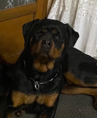 https://chiens-de-france.com/photo/chiens/2025_07/tn200/TN200_chiens-Rottweiler-37ef1e95-bf49-c964-91b1-934fb469b3ba_min.jpg