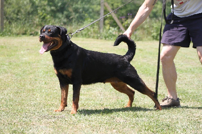 https://chiens-de-france.com/photo/chiens/2025_07/tn200/TN200_chiens-Rottweiler-936e37d6-9134-d814-192f-c1060b59fe58_min.jpg