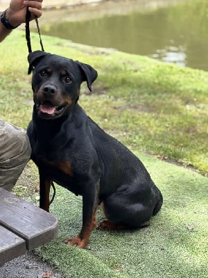 https://chiens-de-france.com/photo/chiens/2025_07/tn200/TN200_chiens-Rottweiler-b17d6ebb-82eb-4314-619a-894780de285f_min.jpg