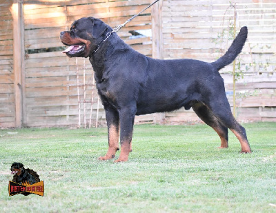 CH. Shadow Des Guerriers Saiyans