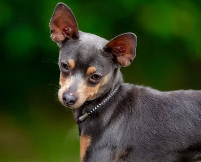 CH. TR. Tchaikovsky dit tchaï By Bidule