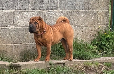 https://chiens-de-france.com/photo/chiens/2025_07/tn200/TN200_chiens-Shar-Pei-33b8aa9b-a34a-d8f4-41d6-c6e8d484759e_min.jpg