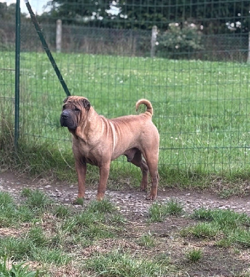 Inside your dream golden age of king