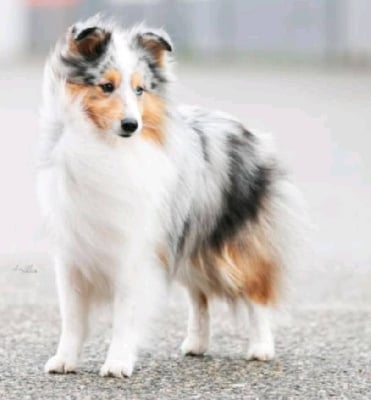 Shaman my sunshine Des Sirenes Enchantees