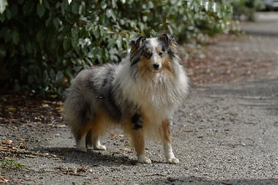 https://chiens-de-france.com/photo/chiens/2025_07/tn200/TN200_chiens-Shetland-Sheepdog-0e3a83c9-4387-ab44-25ca-14c134c5800f_min.jpg