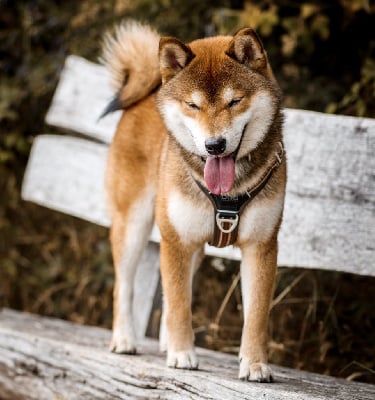 Velvet yato Go Inari Kitsuken