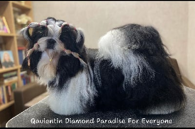 Quentin diamond paradise for everyone