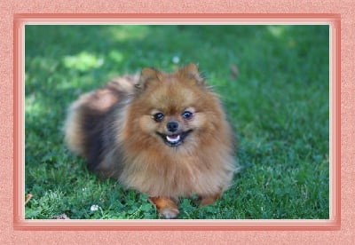https://chiens-de-france.com/photo/chiens/2025_07/tn200/TN200_chiens-Spitz-allemand-46e88c19-4c1e-0334-b994-51d817df05ba_min.jpg