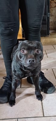 https://chiens-de-france.com/photo/chiens/2025_07/tn200/TN200_chiens-Staffordshire-Bull-Terrier-48bf9b71-d2b0-05c4-91ea-fe95094548a9_min.jpg