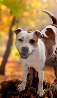 https://chiens-de-france.com/photo/chiens/2025_07/tn200/TN200_chiens-Staffordshire-Bull-Terrier-4ab339fd-2543-4704-21e1-017938677203_min.jpg