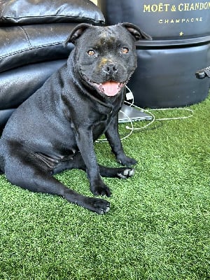 https://chiens-de-france.com/photo/chiens/2025_07/tn200/TN200_chiens-Staffordshire-Bull-Terrier-70fb17e4-1fae-cd04-2123-3fe2bccd2ef7_min.jpg