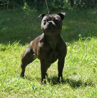 https://chiens-de-france.com/photo/chiens/2025_07/tn200/TN200_chiens-Staffordshire-Bull-Terrier-86c0a385-c66c-3c64-f9ce-cf5df2153066_min.jpg