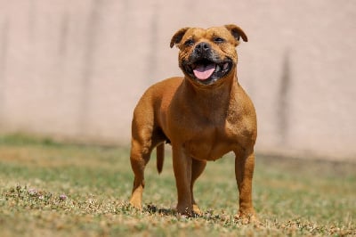 https://chiens-de-france.com/photo/chiens/2025_07/tn200/TN200_chiens-Staffordshire-Bull-Terrier-b0e29b39-bb38-3fc4-8140-1f8039c83b39_min.jpg
