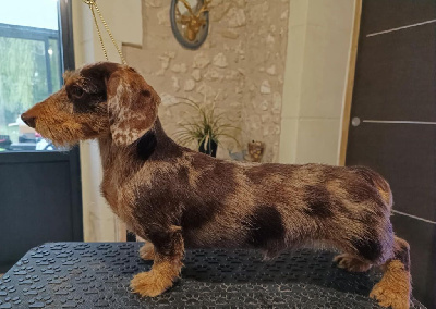 Ilex Aur?u's Un ginger