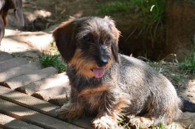 https://chiens-de-france.com/photo/chiens/2025_07/tn200/TN200_chiens-Teckel-poil-dur-d958949e-49cd-d074-ed05-96948cf7f67a_min.jpg